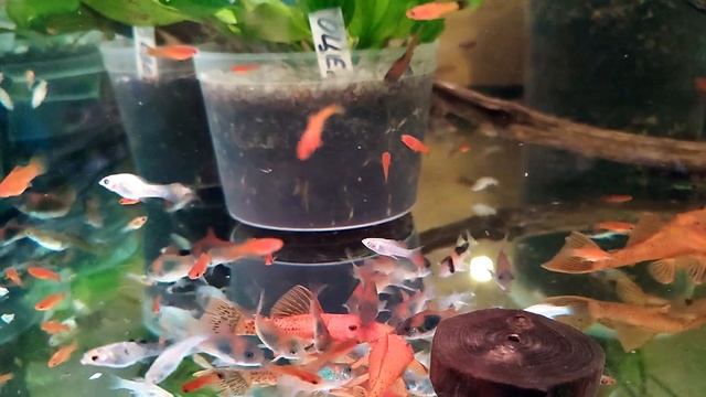 Аквариумные рыбки смотреть онлайн