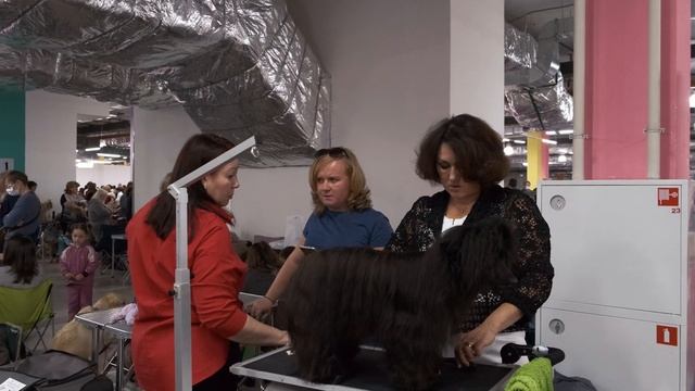 КХС. Монопородка. 27.09.2020 Подготовка к рингу. смотреть онлайн