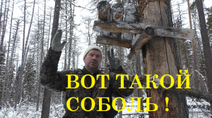 Соболевка в разгаре. Минус одна собака.