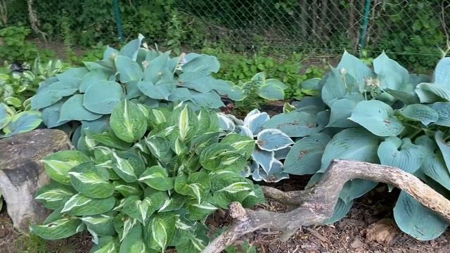 ТЕНИСТЫЙ УГОЛОК ДЛЯ ОТДЫХА! МОИ ЛЮБИМЫЕ ХОСТЫ смотреть онлайн