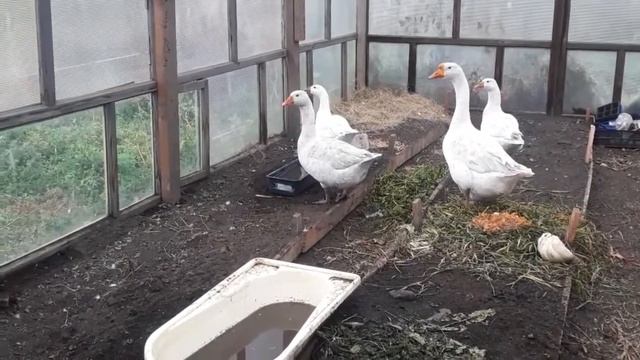 Гуси губернаторские или.... Содержание гусей. смотреть онлайн
