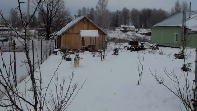 Новые игрушки для собак. 17.12.2018 смотреть онлайн