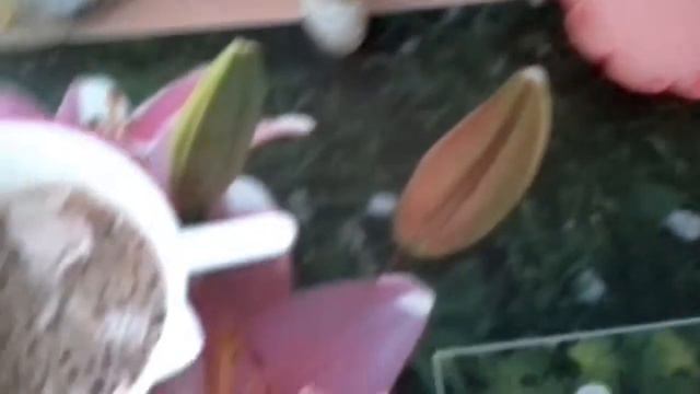 Мыловарение, мыло пироженка #2 смотреть онлайн