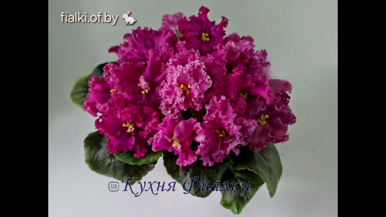 фиалки красноцветоковые коллекция Кухня Фиалки fialki.of.by смотреть онлайн
