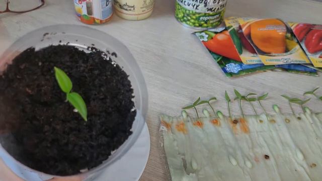 110. ПЕРЦЫ проросли. Цветные сорта. Посмотрите какие проросли первыми. Начинаем высаживать. смотреть онлайн