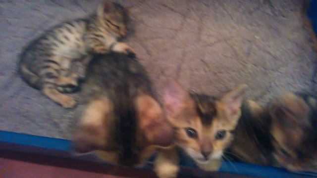 Бенгалы 2 мес