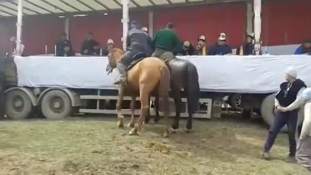 Улог___ Сайдулло Чавандоз ((isfana siti)) смотреть онлайн