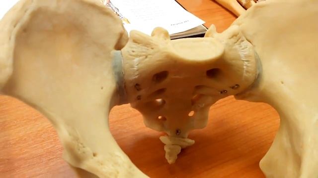 Таз в целом, половые отличия смотреть онлайн