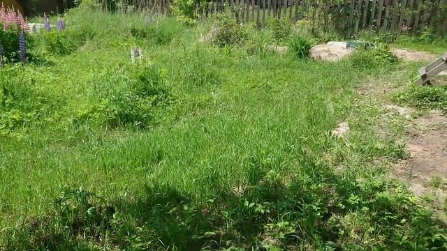 11.06.20 Дачный улучшайзинг. Сетка от комаров из Леруа Мерлен смотреть онлайн