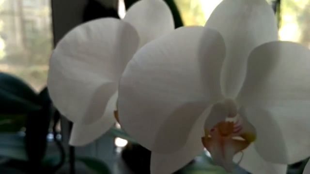 Орхидея белая. Моя первая орхидея. смотреть онлайн
