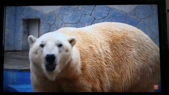 Телевизор Thomson 32HE8234B смотреть онлайн