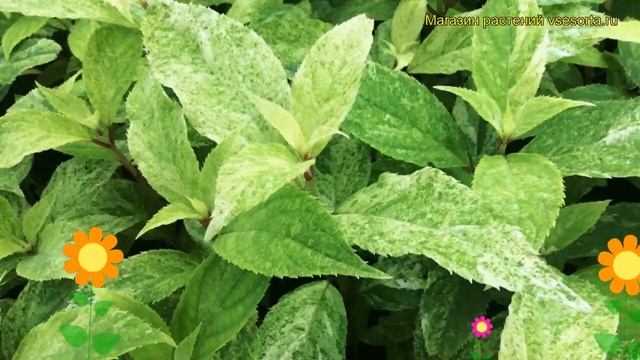 Гортензия Шикоку Флеш. Краткий обзор, описание характеристик hydrangea paniculata Shikoku Flash смотреть онлайн