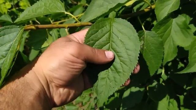 Абрикосы, начало созревания смотреть онлайн