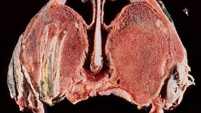 Gross Pathology of the Horse 8 - Musculoskeletal смотреть онлайн