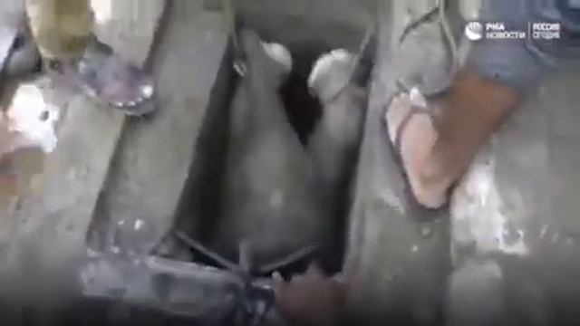 Маленький слонёнок застрял смотреть онлайн