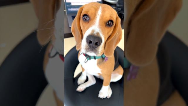 Beagle dog is also in business смотреть онлайн