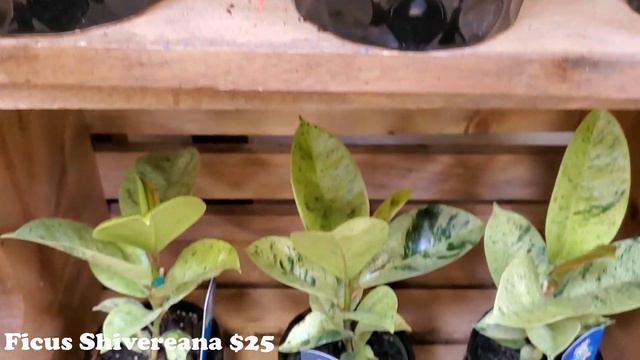 Houseplant Shopping || Grocery Store Plants || Plant Shopping with Me! смотреть онлайн