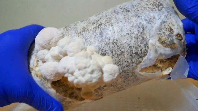 Lions Mane Hericium erinaceus Mushroom Kit Update 5 Its Alive!! смотреть онлайн