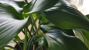 Уход и подкормка эухариса