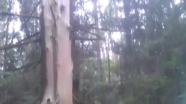 Молния ударила в дерево - место памяти Честера Беннингтона!!! смотреть онлайн