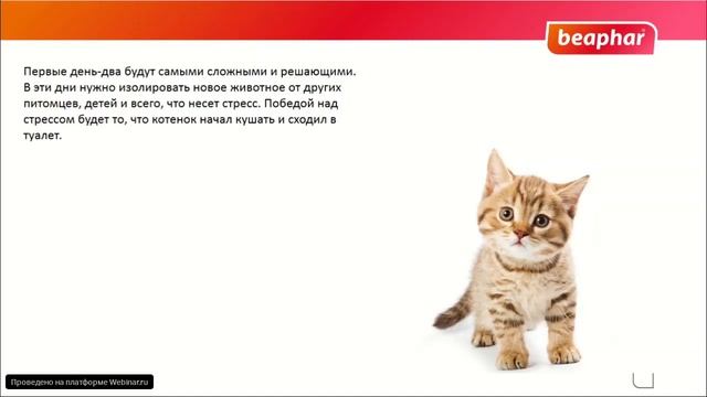 Мы завели котенка! смотреть онлайн