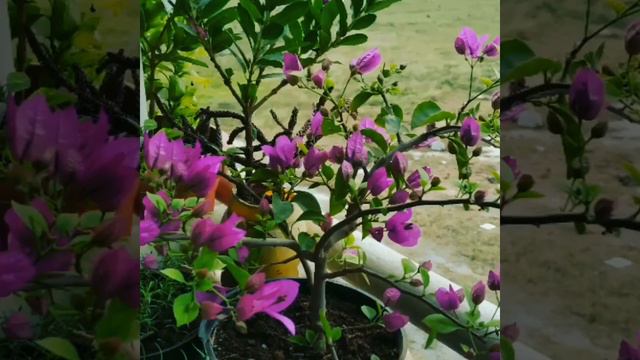 Bougainvillea blooming time lapse смотреть онлайн