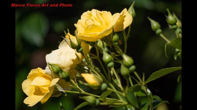 Outdoor Flowers Photographed With Different Lenses, 3 of 4, HD PENTAX-DA 1:4-5.8 55-300MM LENS смотреть онлайн