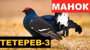?ГОЛОС (МАНОК) ТЕТЕРЕВ 3