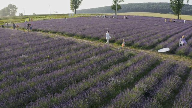 Казкові поля смотреть онлайн