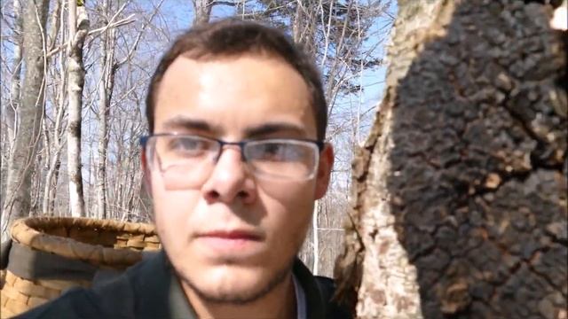 DEATH BY CHAGA - 13 victims of Inonotus obliquus and its murderous lust for Birch trees. смотреть онлайн