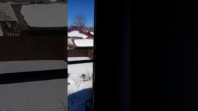 Нанесение гипсовой смеси на ГВЛ потолки. смотреть онлайн