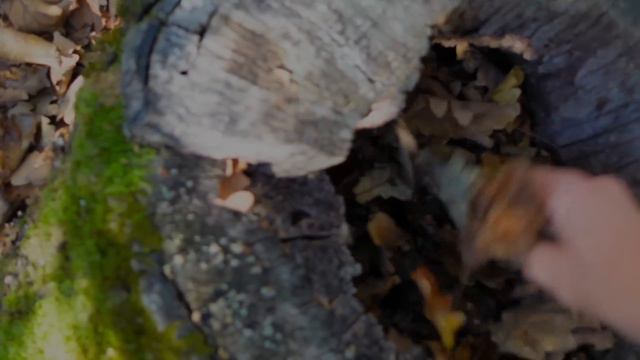 😱SUPRAVEȚUIM in PĂDURE🦉24 de ORE⏰ смотреть онлайн