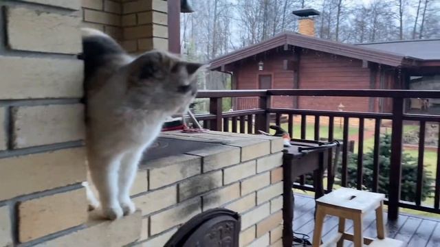 Выходные в Подмосковье. Еве 2,4 года. смотреть онлайн