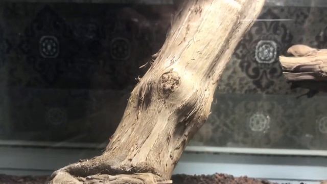 Жук-убийца Psytalla Horrida