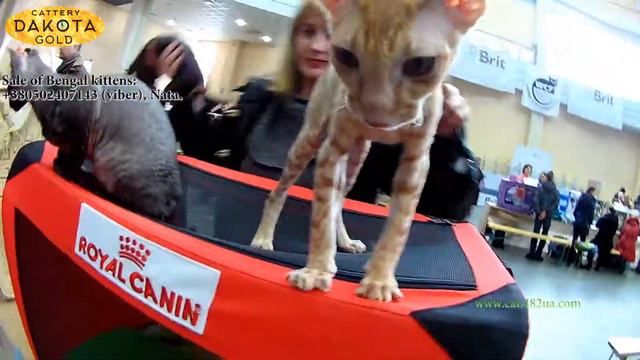 Международная Выставка кошек, Харьков, 04032018, часть 4