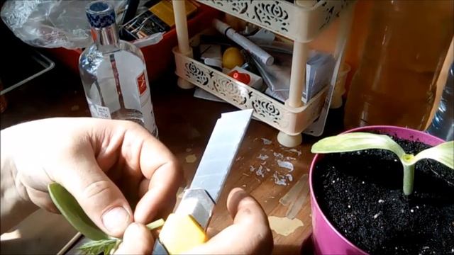 Прививка огурца на тыкву Лагенарию. Grafting a cucumber on a pumpkin Lagenaria. смотреть онлайн