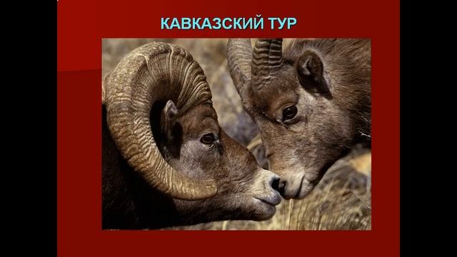 Значение диких животных и их охрана смотреть онлайн