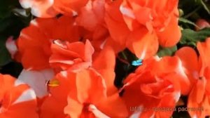 Бальзамин махровый Оранж ? махровый бальзамин Оранж обзор: как сажать, семена бальзамина Оранж