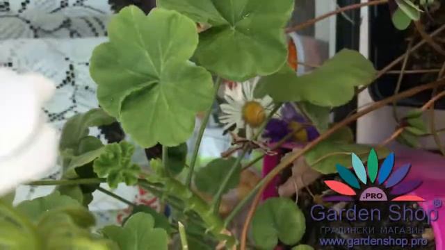 How To Remove Yellow Leaves On Pelargoniums - Pelargonium Zonale (geranium Flower)