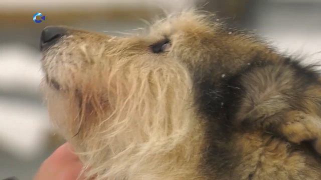 В добрые руки 🐾 смотреть онлайн