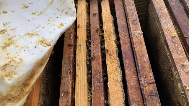 ?Вулики з очерету протягом 7 років використання, контроль зимівлі бджіл. смотреть онлайн