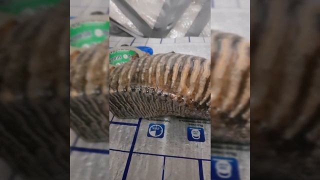 Зуб Мамонта смотреть онлайн