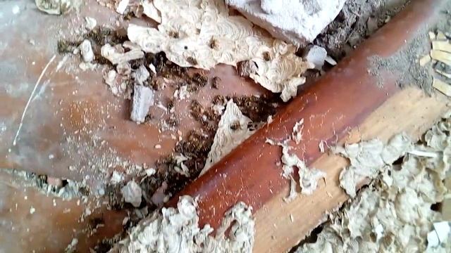 Осы под полом на балконе 2 часть смотреть онлайн