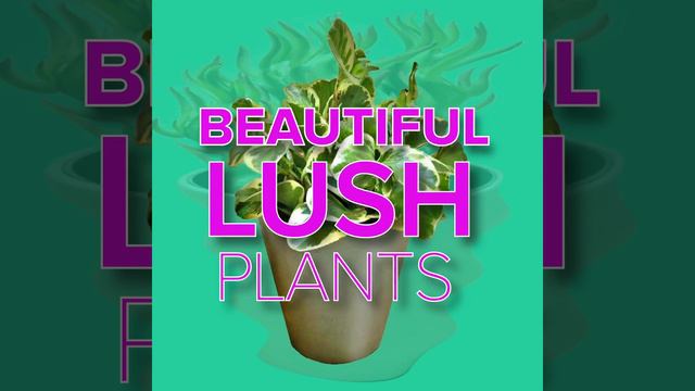 Beautiful Lush Plants Delivered Fast by Living Art USA. July 2, 2020 смотреть онлайн
