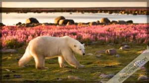 Виртуальная экскурсия для дошкольников. Обитатели Арктики .
