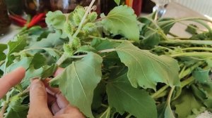 Волшебное растение Дурнишник.Растительный Йод.