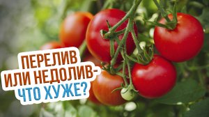 Правила полива помидор в теплице. Как поливать томаты в жару?