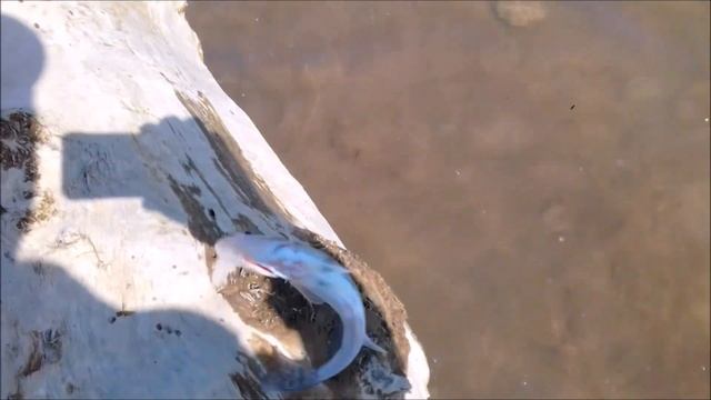 Рыбалка на Кубани. Р.Кубань (водохранилище). Лещ,судак,тарань,чехонь. смотреть онлайн