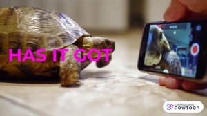 Have got/has got