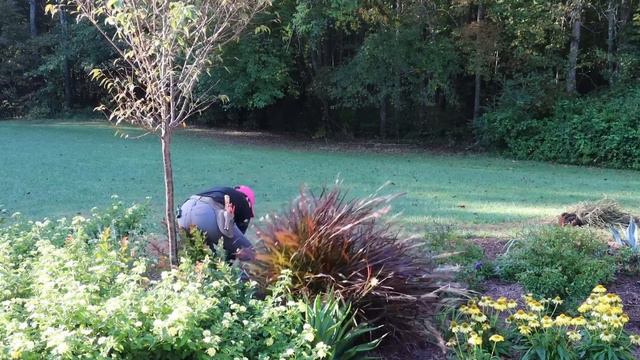 What a BEAUTY! Planting Pearl Glam in My Backyard | Gardening with Creekside смотреть онлайн